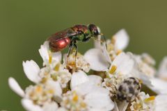 Hedychridium ardens